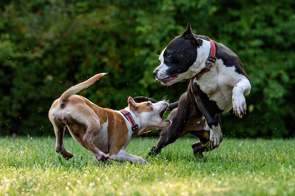 Hundehaftpflicht: Zwei Hunde spielen